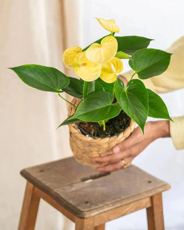 Entretien Anthurium andreanum - La Green Touch