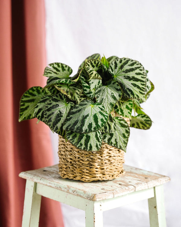 Entretien - Begonia Silver bijoux: Guide pratique - La Green Touch