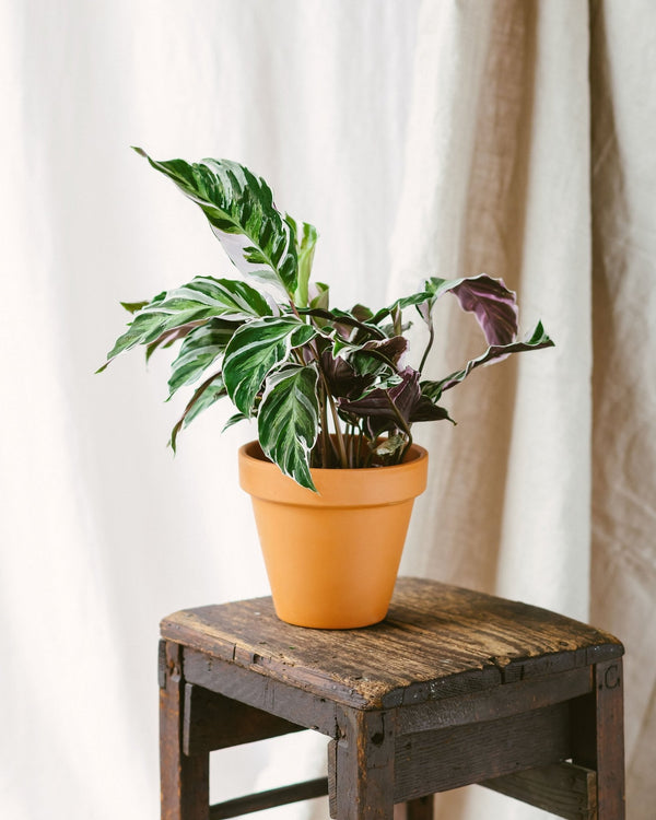 Entretien Calathea White Fusion - La Green Touch