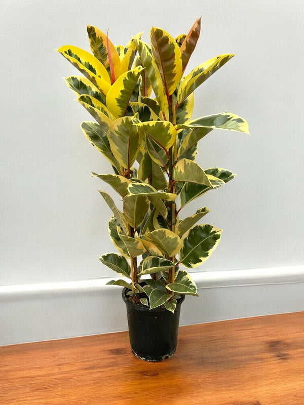 Entretien - Ficus Tineke: Guide pratique - La Green Touch