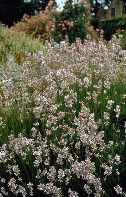 Entretien - Lavande Vraie Blanche (Lavandula x intermedia) : Guide pratique - La Green Touch