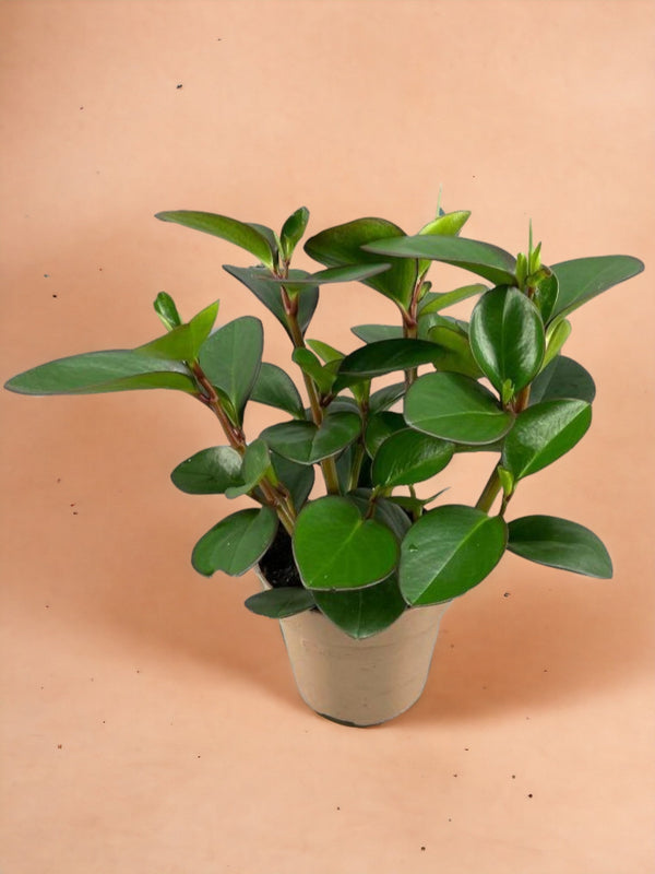 Entretien - Peperomia Clusiifolia Red Margin: Guide pratique - La Green Touch