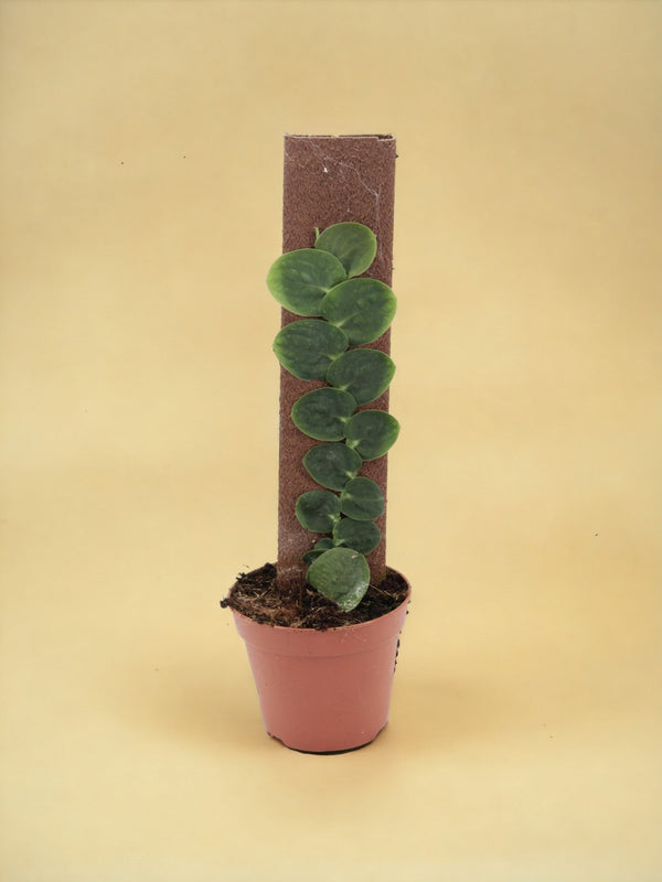 Entretien - Rhaphidophora Celatocaulis: Guide pratique - La Green Touch