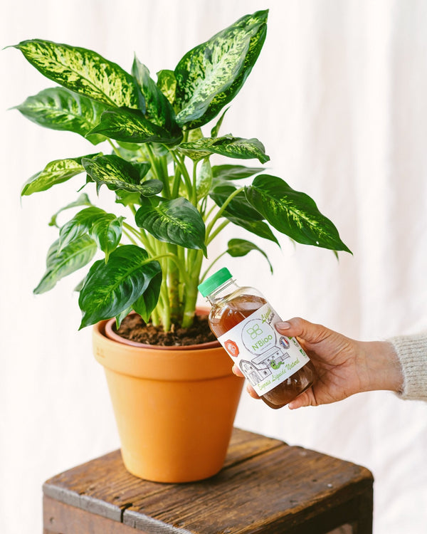 Quel engrais pour vos plantes ? - La Green Touch