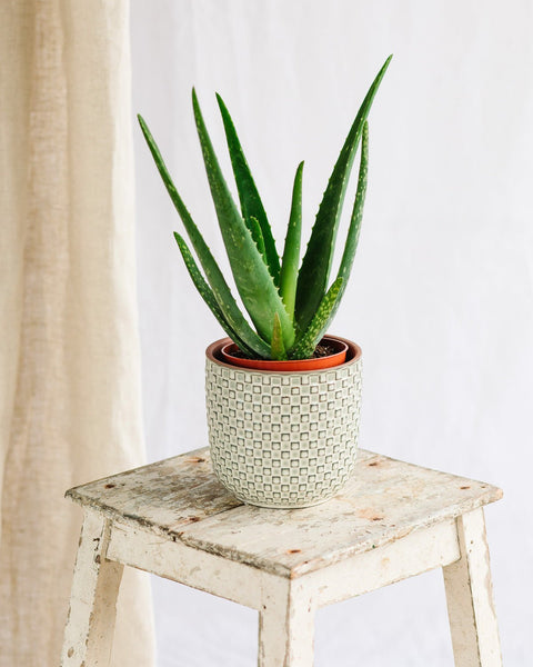 Aloe
