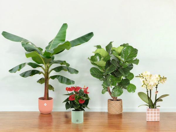 Plantes avec pot – Le cadeau végétal prêt à offrir
