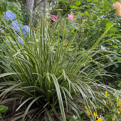 Graminées - plantes extérieurs - La Green Touch
