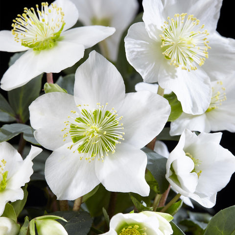 Hellebore