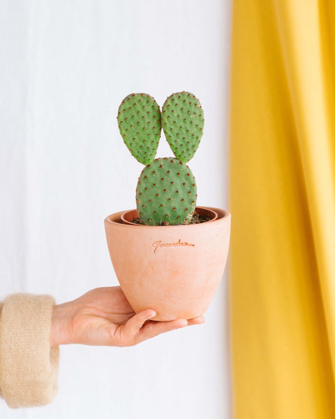 Opuntia - cactus d'intérieur