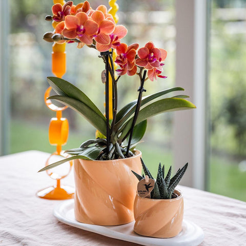 Orchidée avec pot