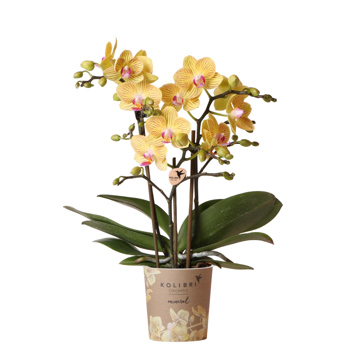 Orchidée Phalaenopsis jaune Blossom Lima - pot Ø9 cm