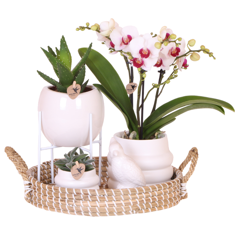 Coffret orchidée blanche Mineral Gibraltar et 2 succulentes - cache-pots Bubble, support et plateau - H 40 cm