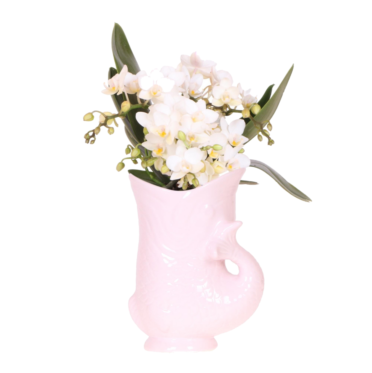 Orchidée Nazaré blanche avec cache-pot Fish rose - Phalaenopsis - H 25 cm, pot Ø9 cm