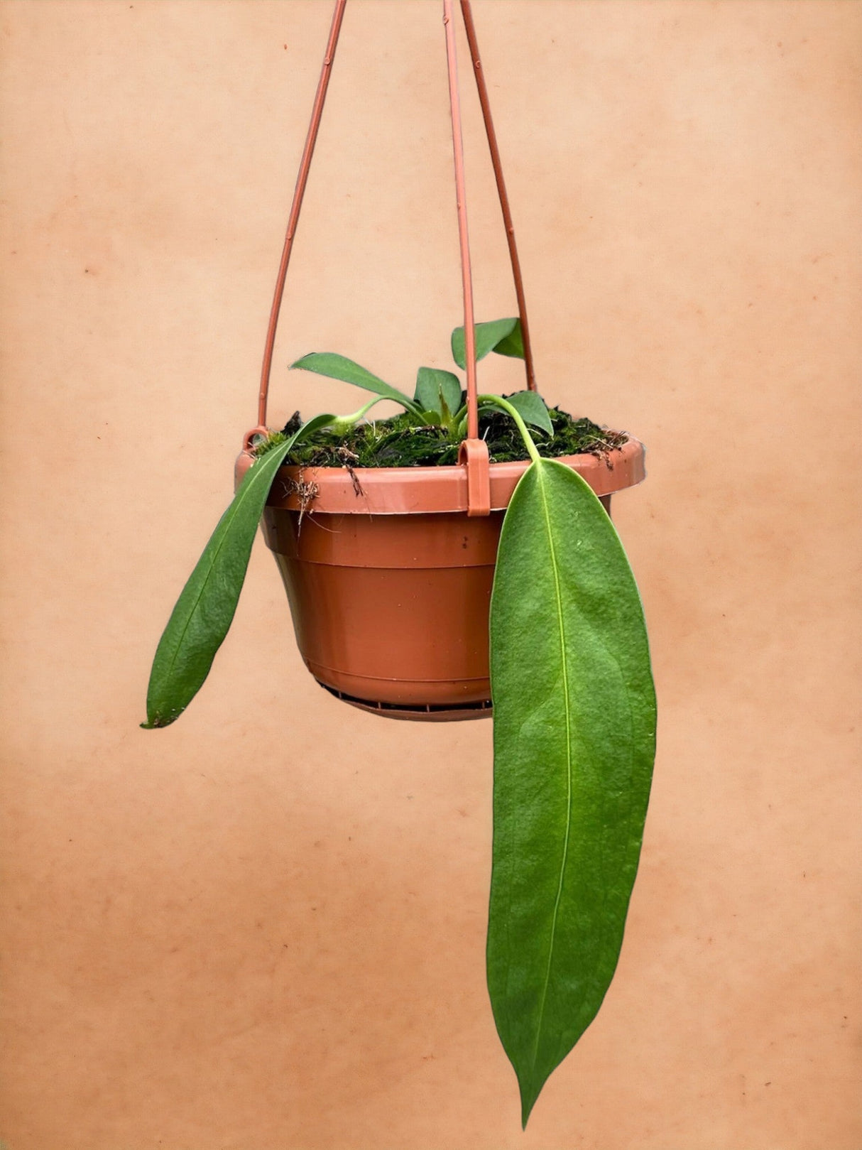 Livraison plante Anthurium Wendlingeri
