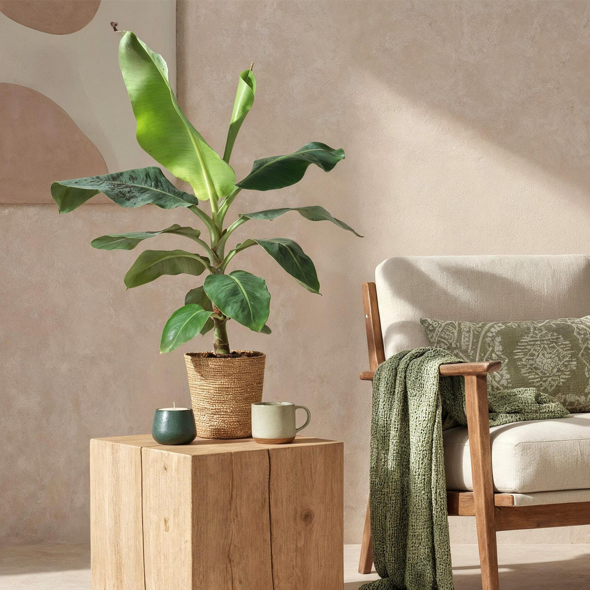 Livraison plante Bananier Cavendish et panier H75 cm
