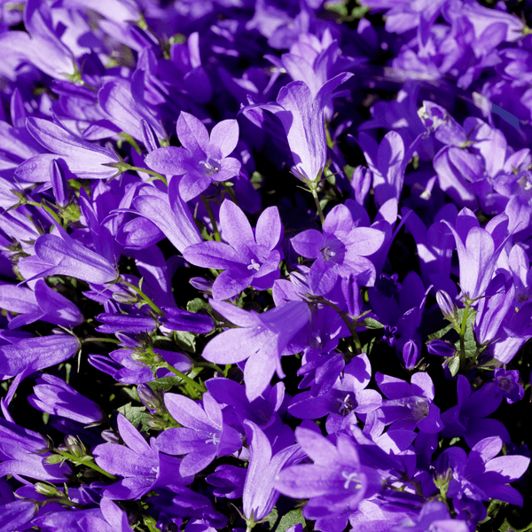 Livraison plante Campanule Coerulea