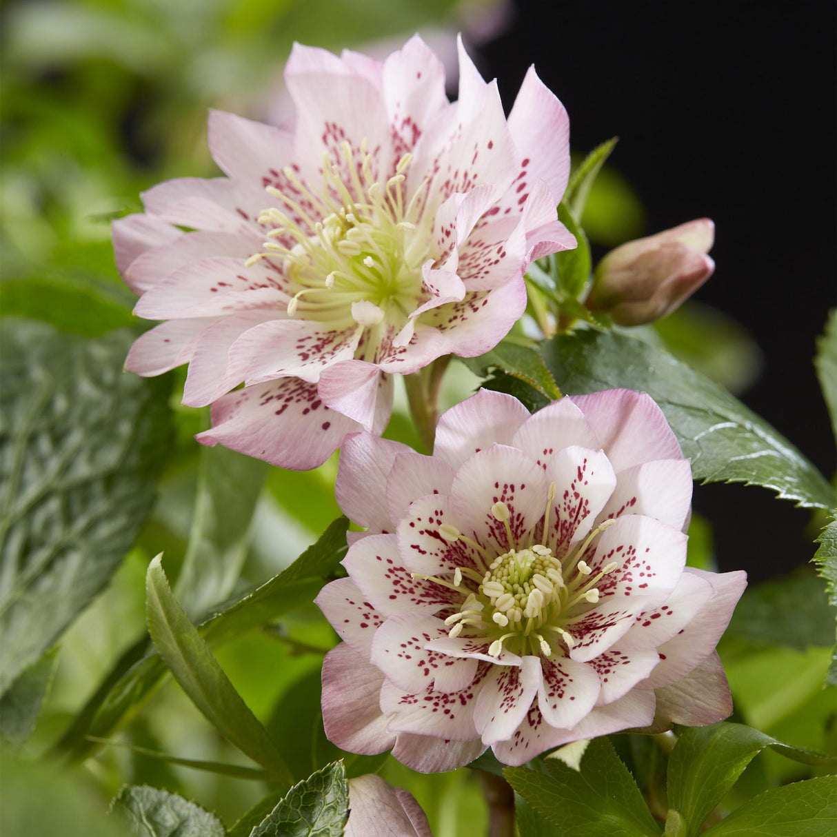 Livraison plante Hellébore orientale Double Ellen Pink – Pot 14 cm