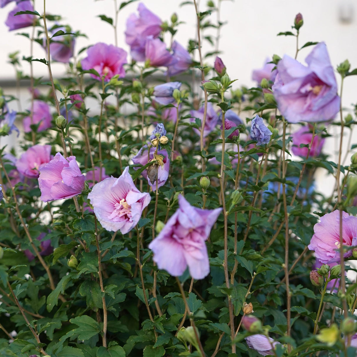 Livraison plante Hibiscus Lavendor Chiffon – Pot 19 cm – Hauteur 90 cm