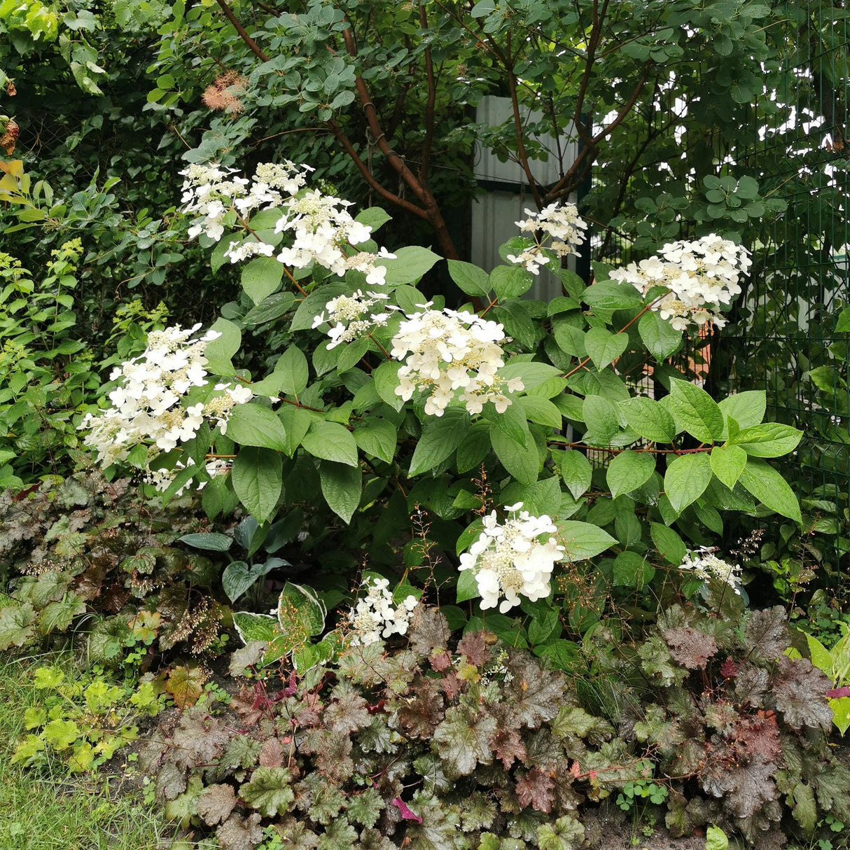 Livraison plante Hortensia Wims Red – Lot de 1 – Pot 17 cm – Hauteur 50 cm