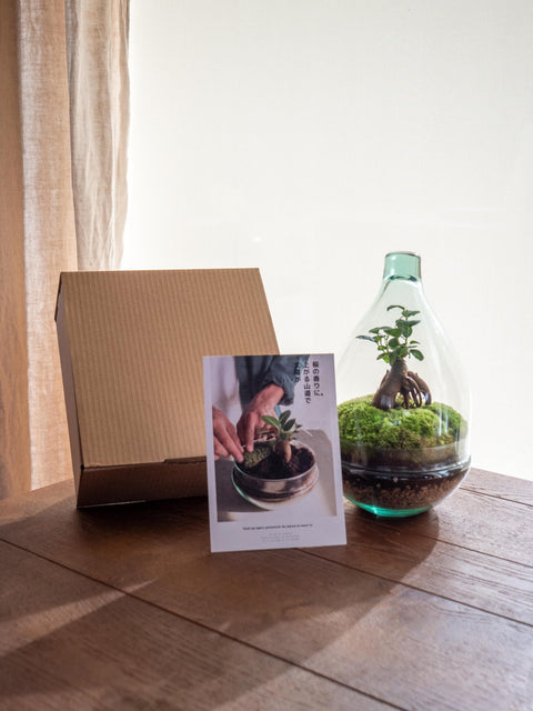 Kit terrarium avec bocal