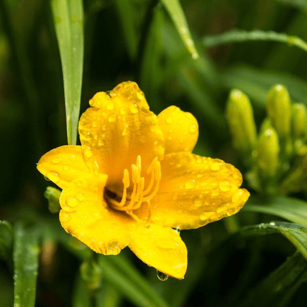 Livraison plante Lis d'un jour Stella de oro
