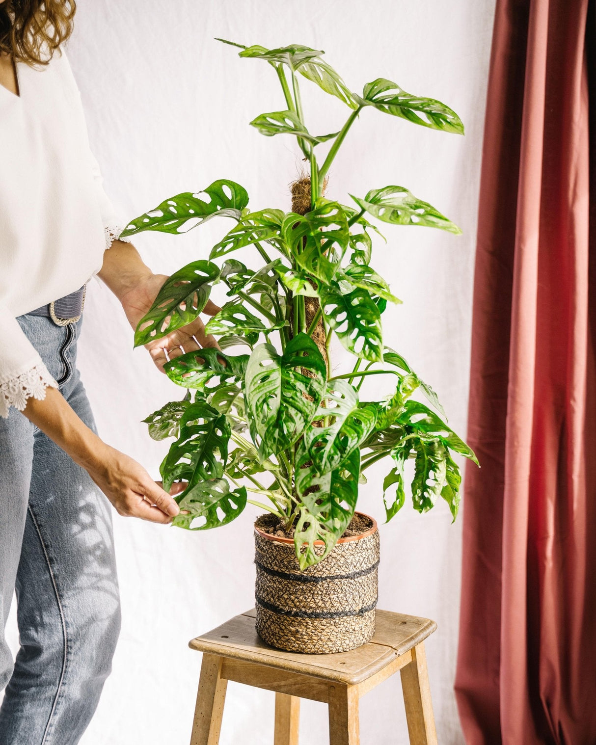 Livraison plante Monstera adansonii Monkey Leaf sur tuteur h70cm