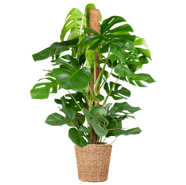 Livraison plante Monstera Deliciosa XL met Torun mand - 120cm - Ø24