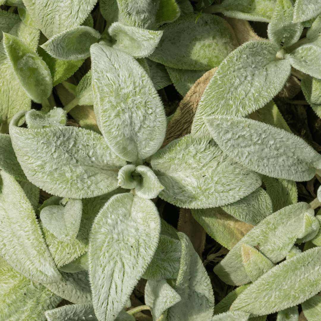 Livraison plante Oreille d'ours stachys silver