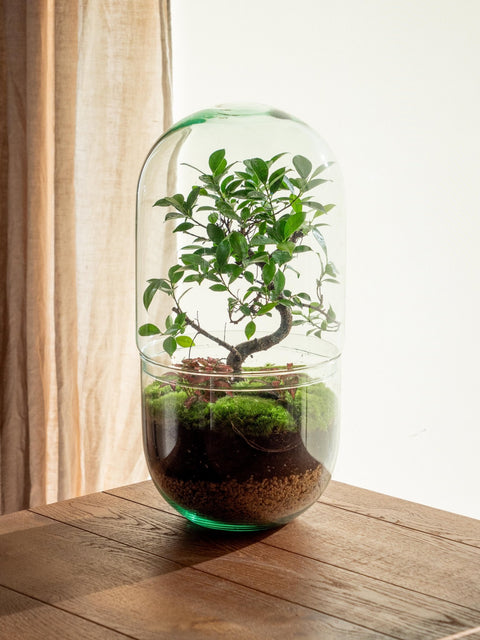 Terrarium & Kokedama