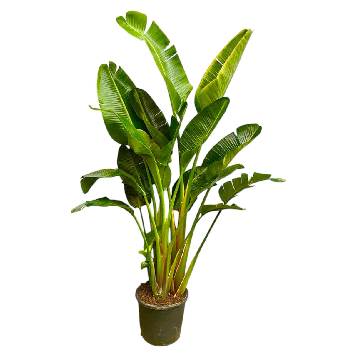 Strelitzia Augusta multi-tronc