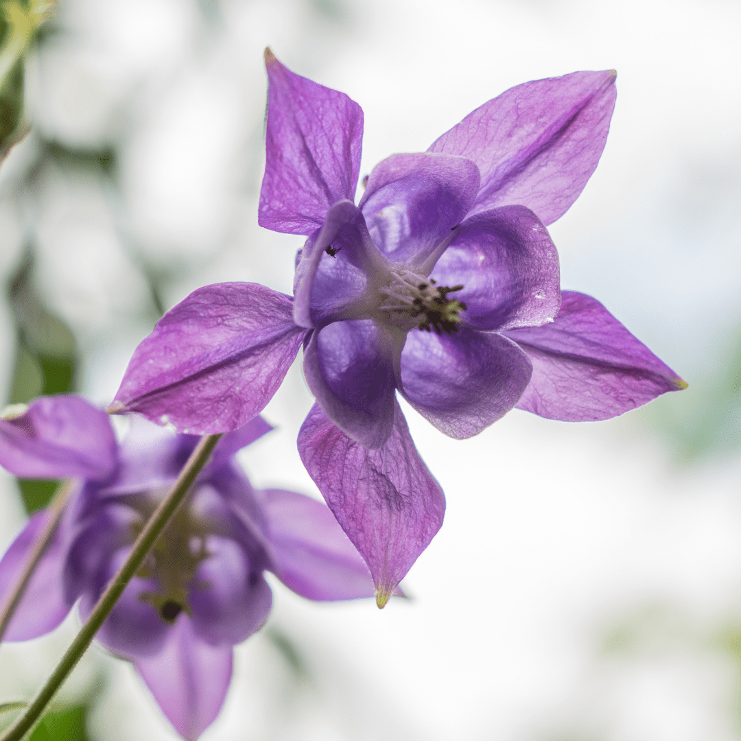 Entretien - Ancolie Commune (Aquilegia vulgaris) : Guide pratique - La Green Touch
