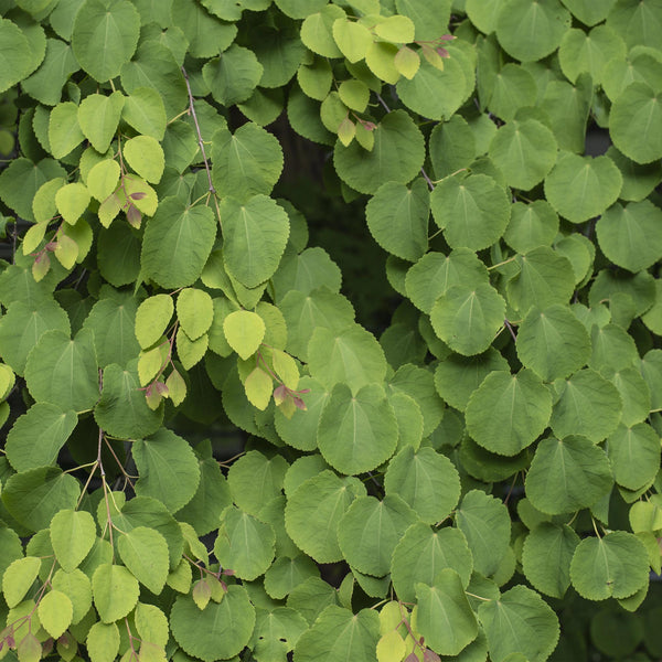 Entretien - Arbre À Caramel (Cercidiphyllum japonicum) : Guide pratique - La Green Touch