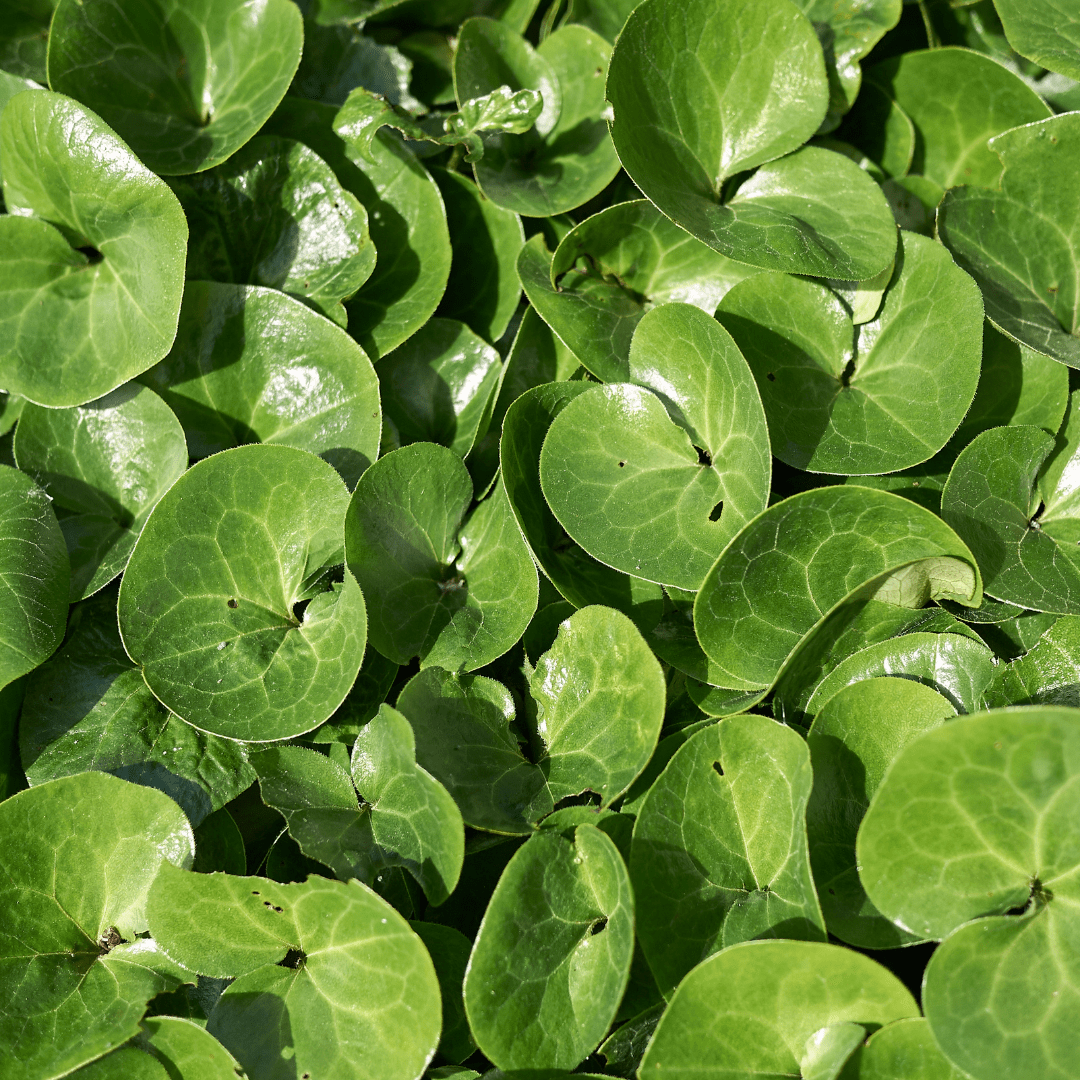 Entretien - Asaret (Asarum europaeum) : Guide pratique - La Green Touch
