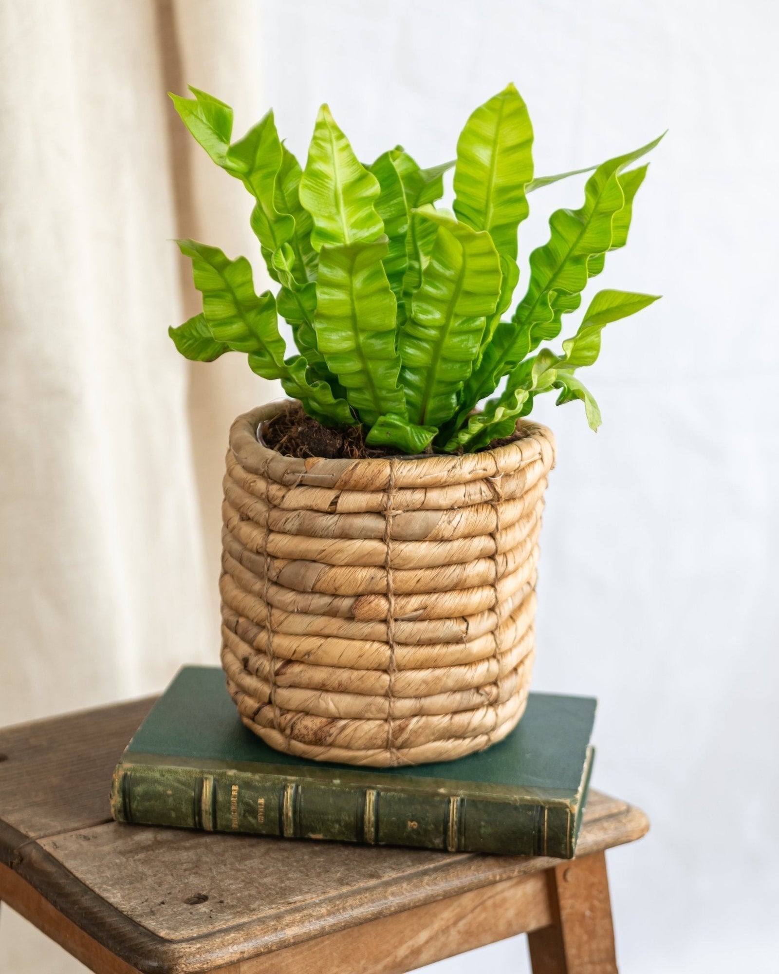 Entretien - Asplenium Crispy Wave: Guide pratique - La Green Touch