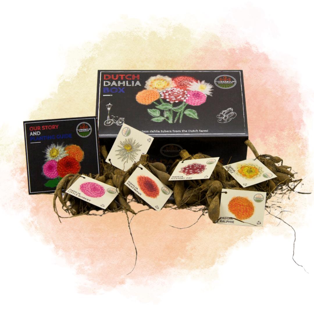 Entretien - Dahlia (Dahlia x variabilis) : Guide pratique - La Green Touch