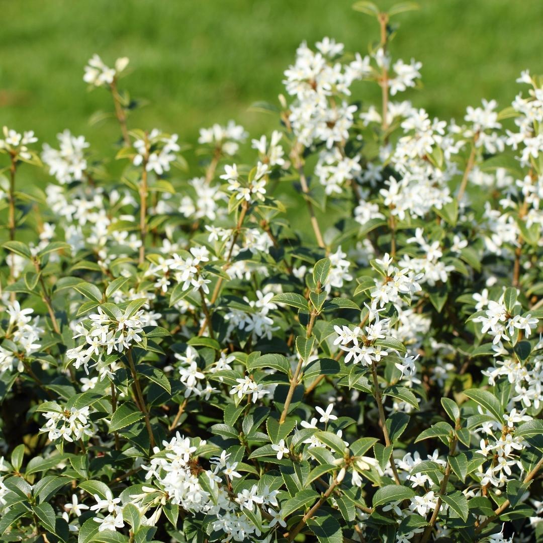 Entretien - Faux Houx (Osmanthus heterophyllus) : Guide pratique - La Green Touch