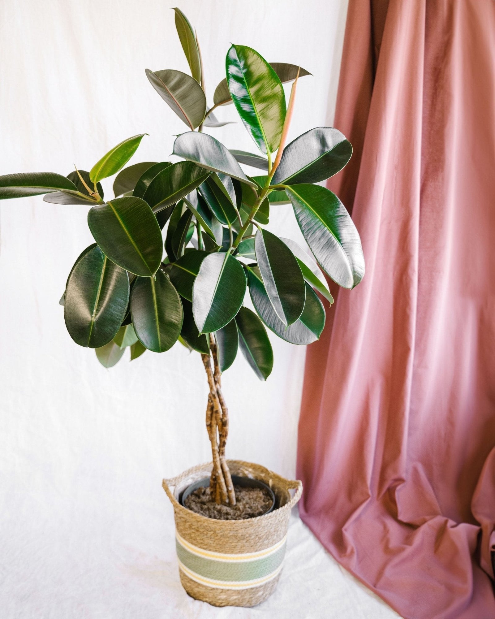Entretien - Ficus Burgundy: Guide pratique - La Green Touch