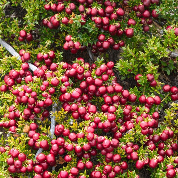 Entretien - Gaulthérie (Gaultheria mucronata) : Guide pratique - La Green Touch