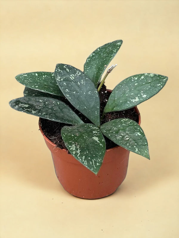 Entretien - Hoya Rundumensis Splash: Guide pratique - La Green Touch