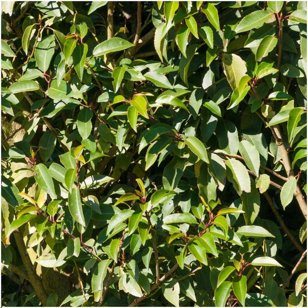 Entretien - Laurier Portugais (Prunus lusitanica) : Guide pratique - La Green Touch