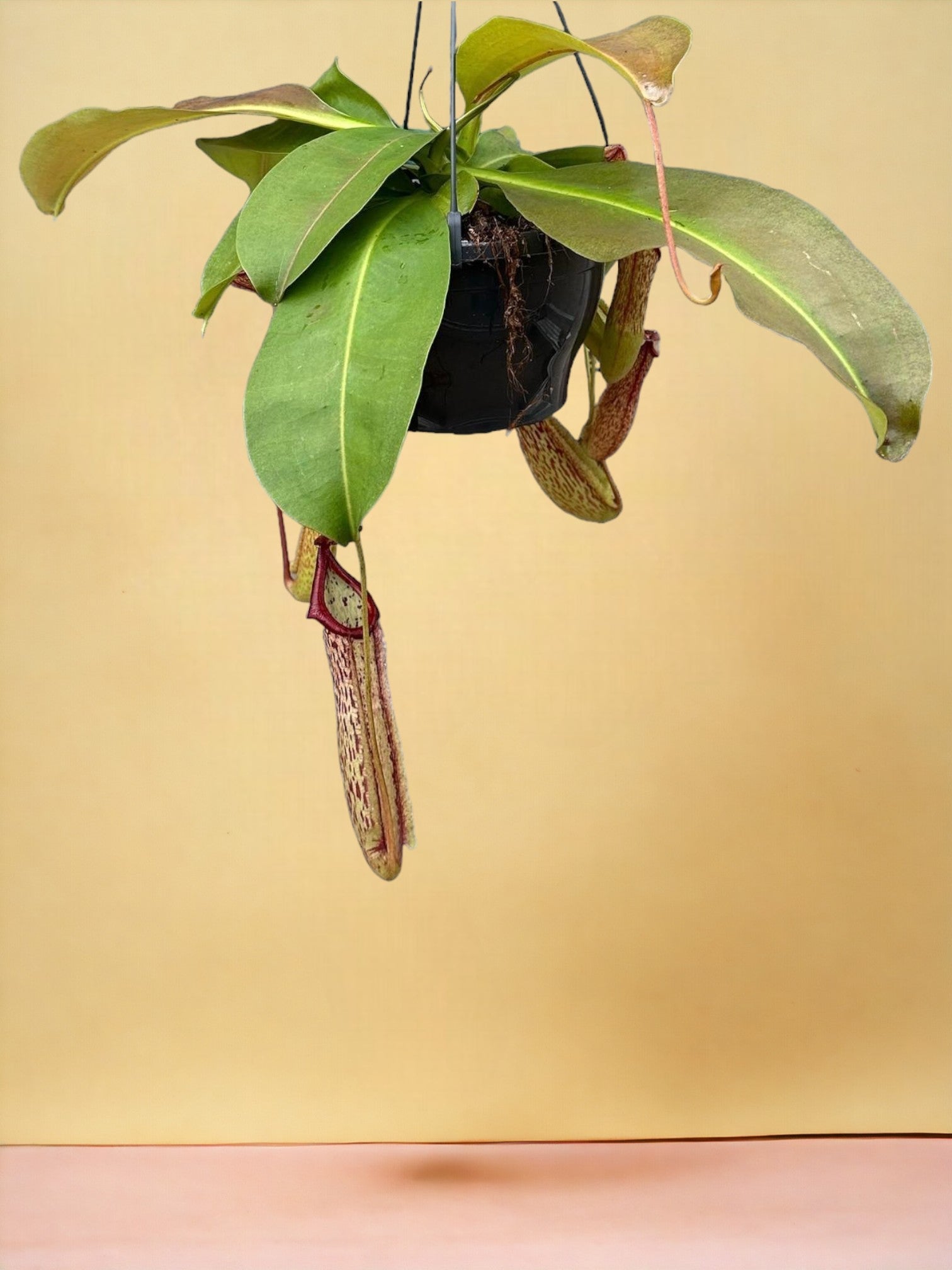 Entretien - Nepenthes Monkey Jars: Guide pratique - La Green Touch