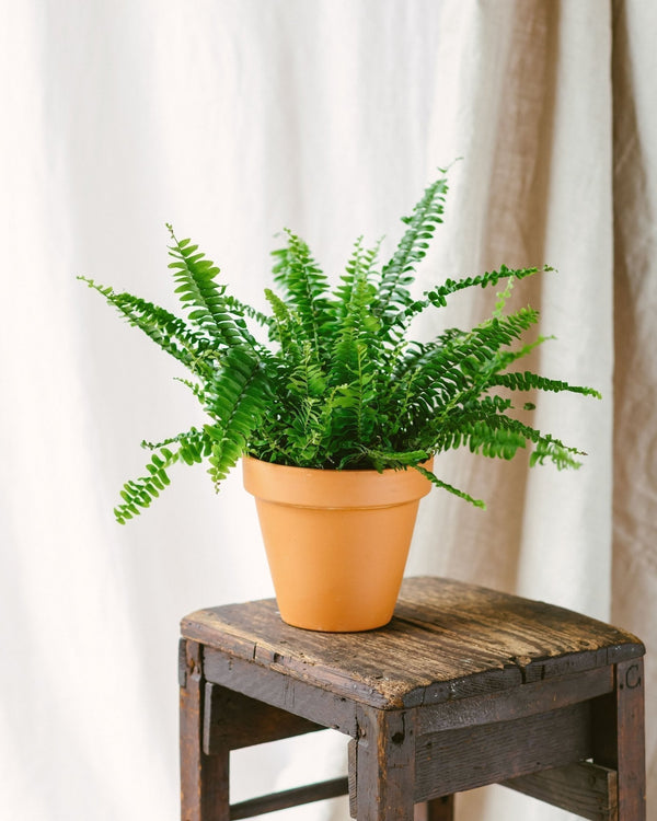 Entretien Nephrolepis Green Lady - La Green Touch