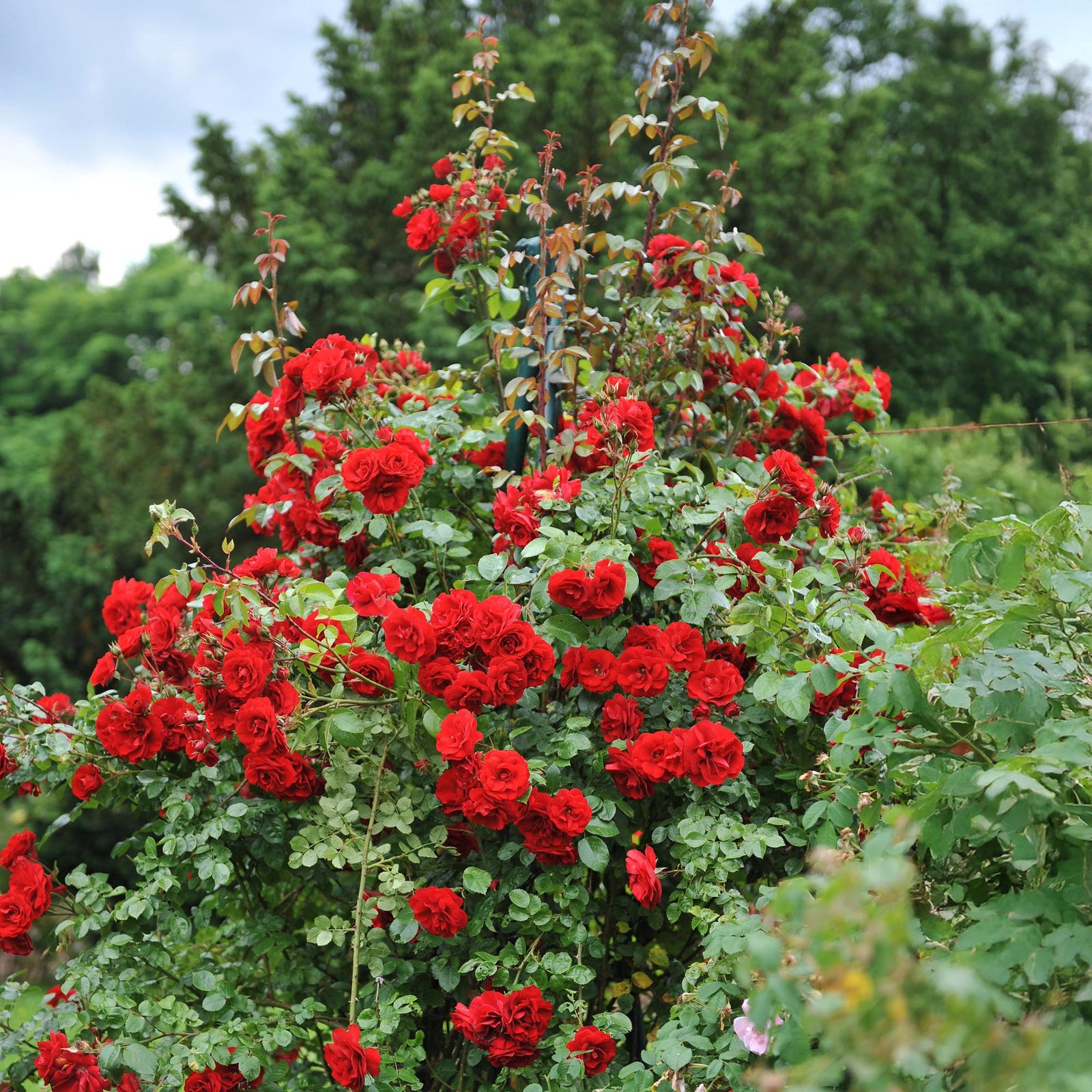 Entretien - Rosier (Rosa) : Guide pratique - La Green Touch