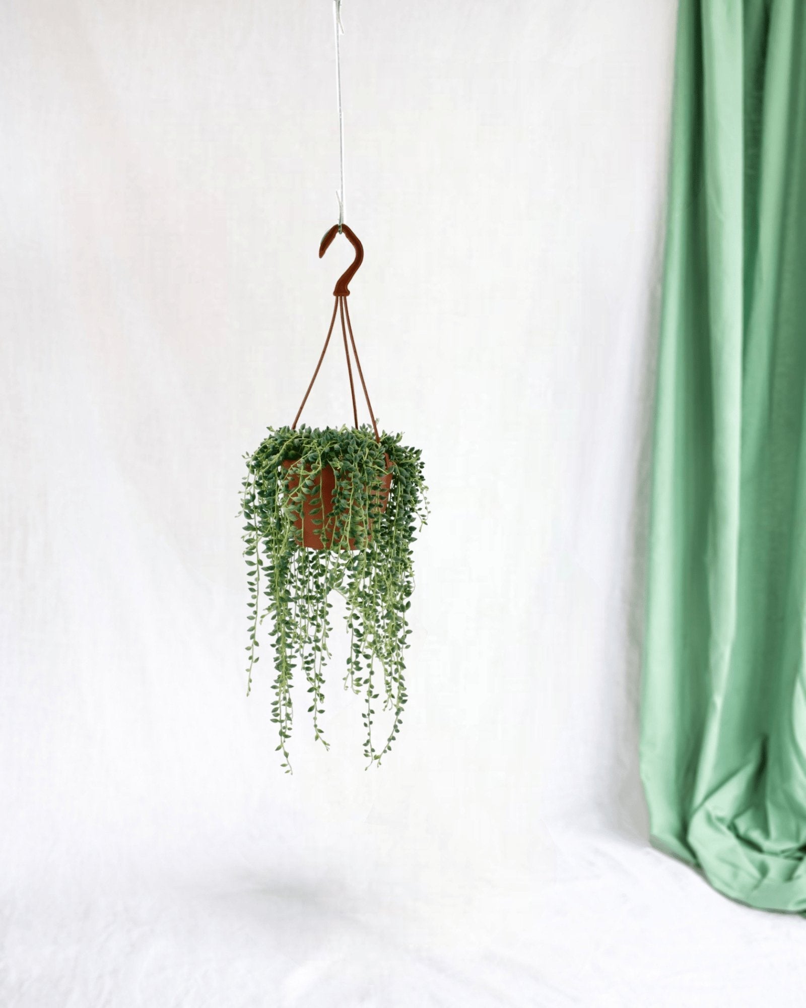 Entretien - Senecio Herreianus: Guide pratique - La Green Touch