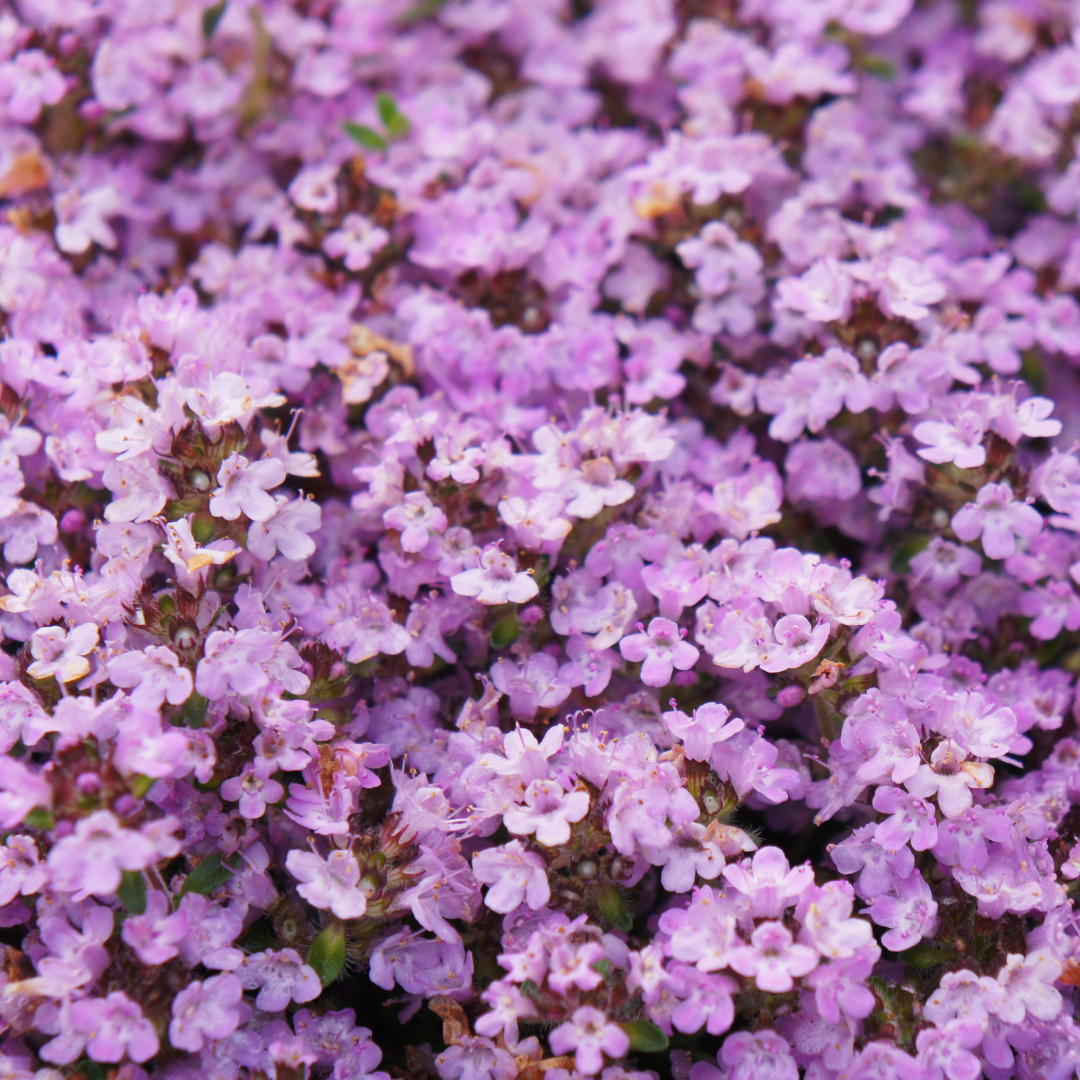 Entretien - Thym (Thymus praecox) : Guide pratique - La Green Touch