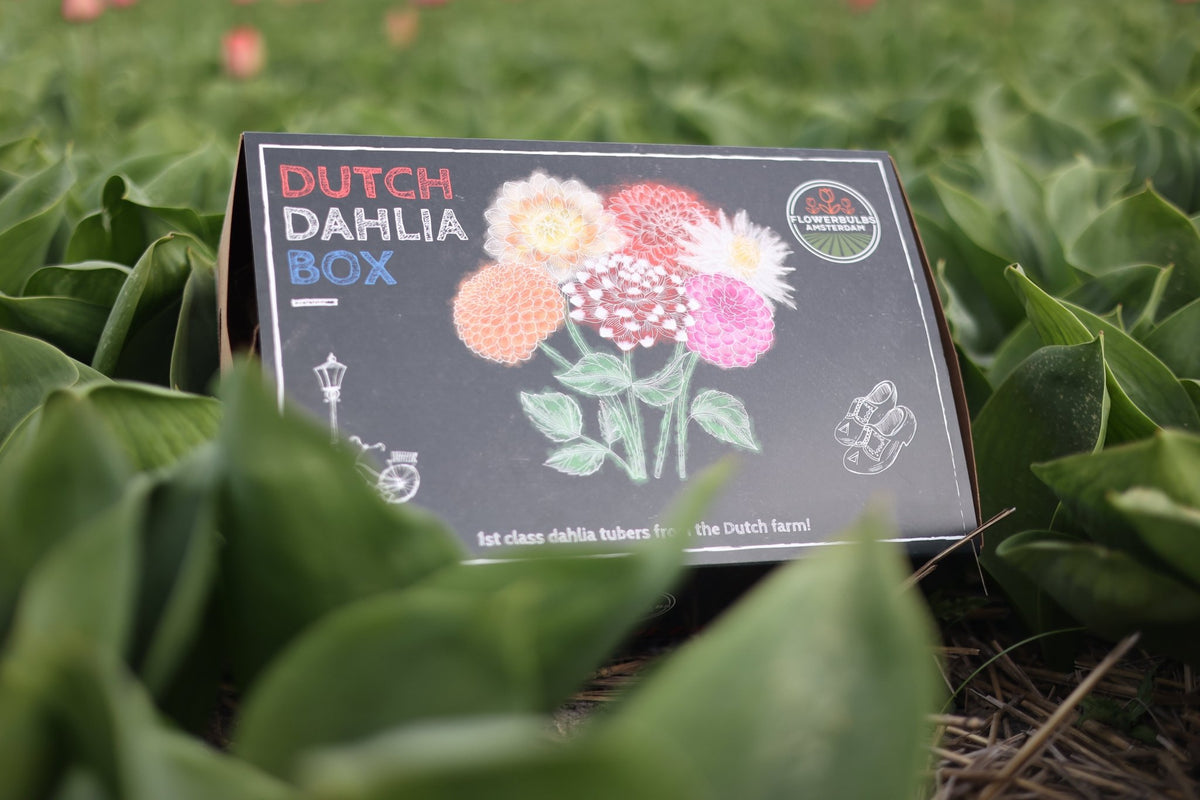 Bulbes à plantes - La Green Touch