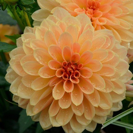 Dahlia - La Green Touch