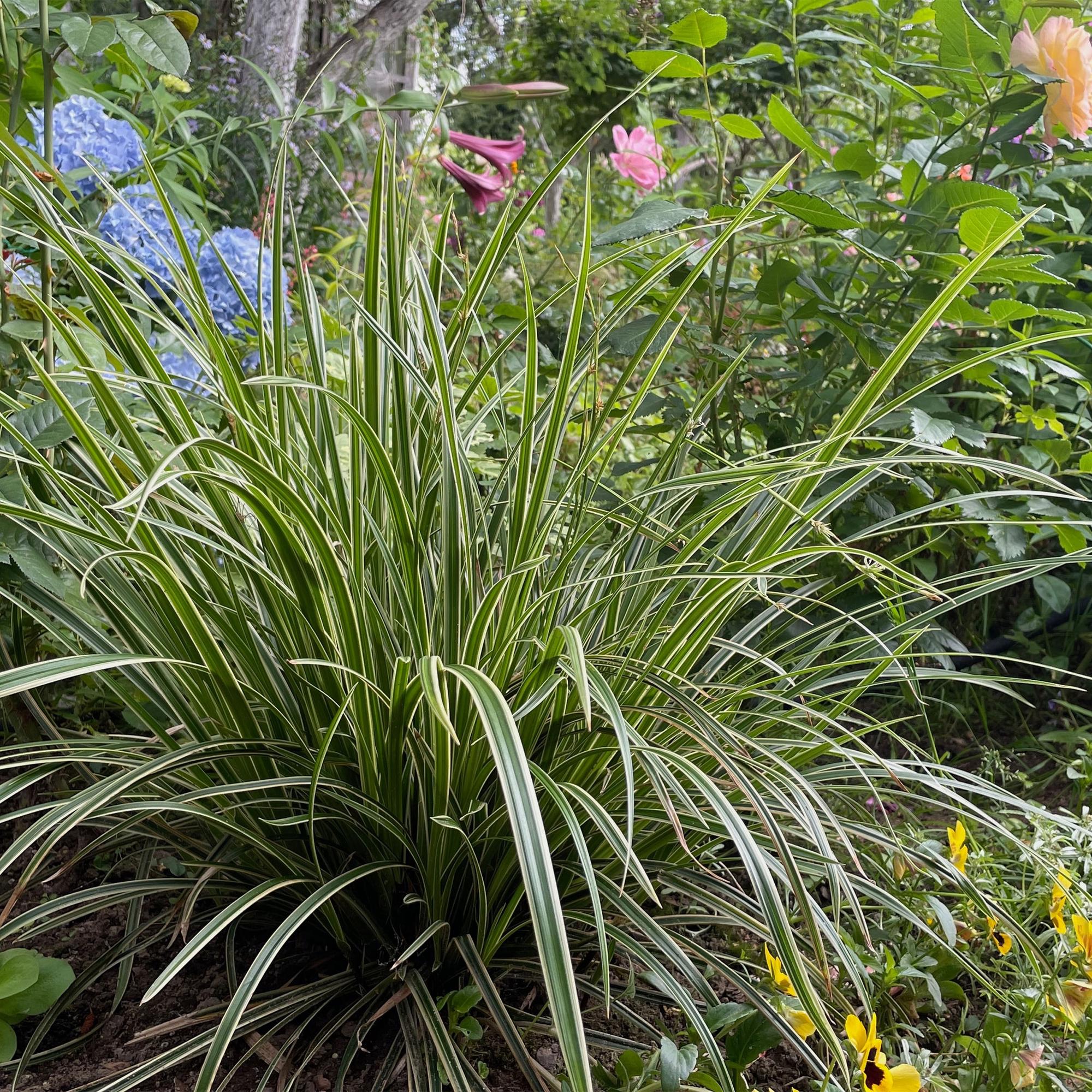 Graminées - plantes extérieurs - La Green Touch