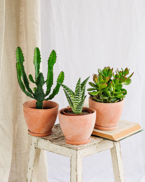 Livraison de succulente