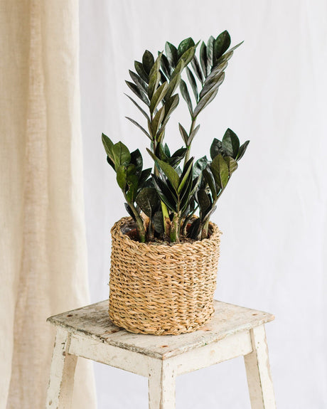 Plante d’intérieur sans lumière - La Green Touch
